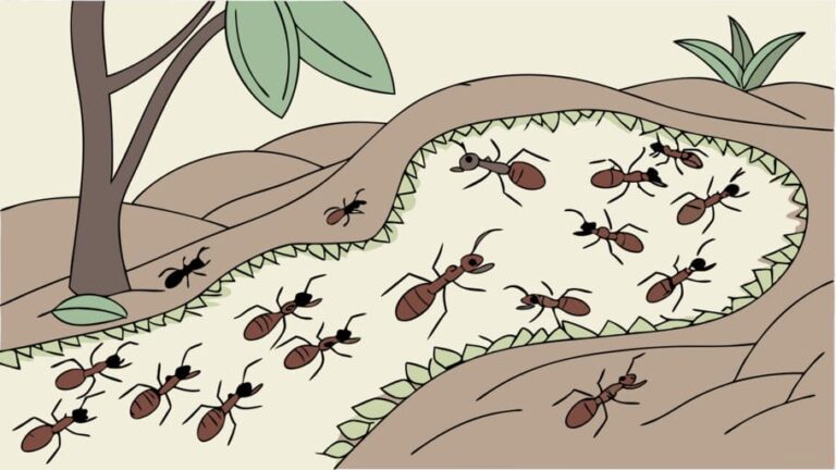 ants algorithm
